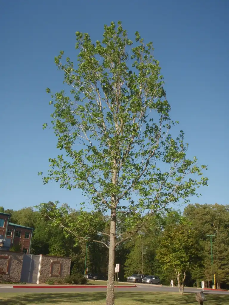 Фото Liquidambar styraciflua - Form:Jim Robbins