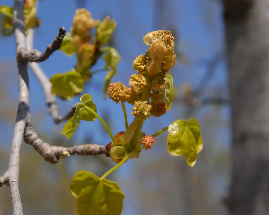 Фото Liquidambar styraciflua - Flowers:Jim Robbins