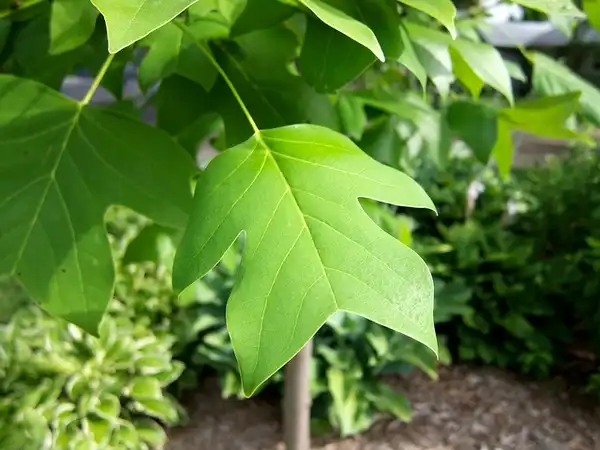 Фото Liriodendron chinense (Liriodendron chinenses)
