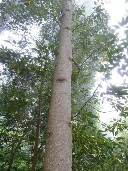 Фото Liriodendron chinense (Liriodendron chinenses)