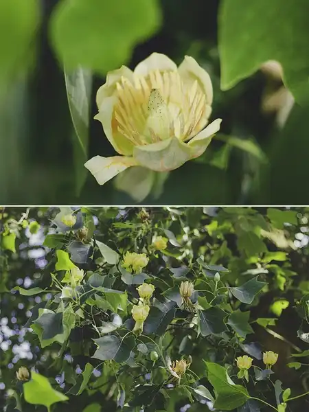 Фото Liriodendron chinense - :Moeko