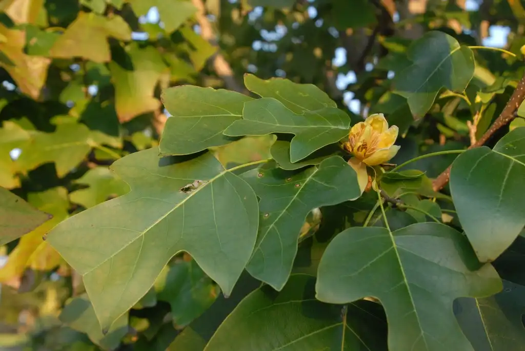 Фото Liriodendron chinense - Liriodendron chinense Leaf and Fruit:Jim Robbins