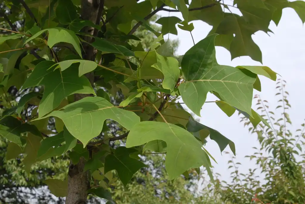 Фото Liriodendron chinense - Leaf Close-up:Jim Robbins