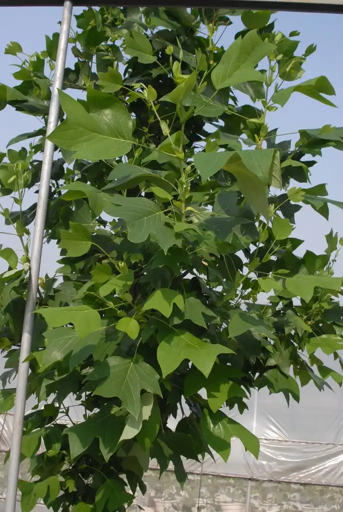 Фото Liriodendron chinense - Leaf:Jim Robbins