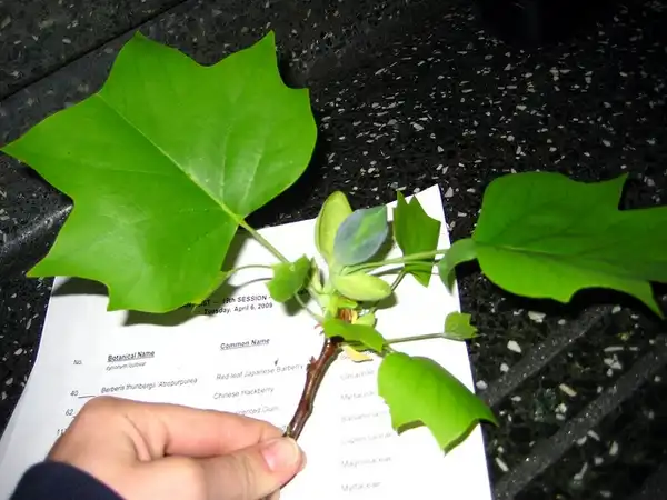 Photo of Liriodendron tulipifera (Liriodendron tulipiferas)
