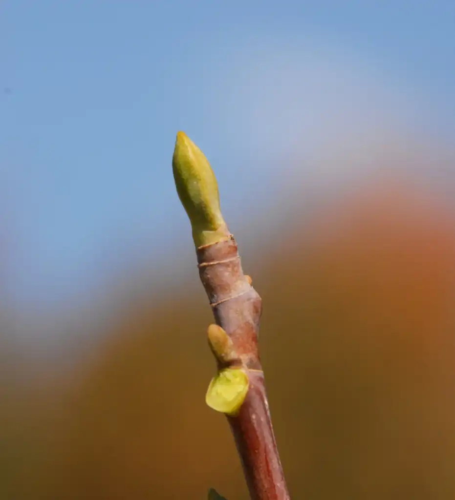 Photo of Liriodendron tulipifera - Bud:Jim Robbins
