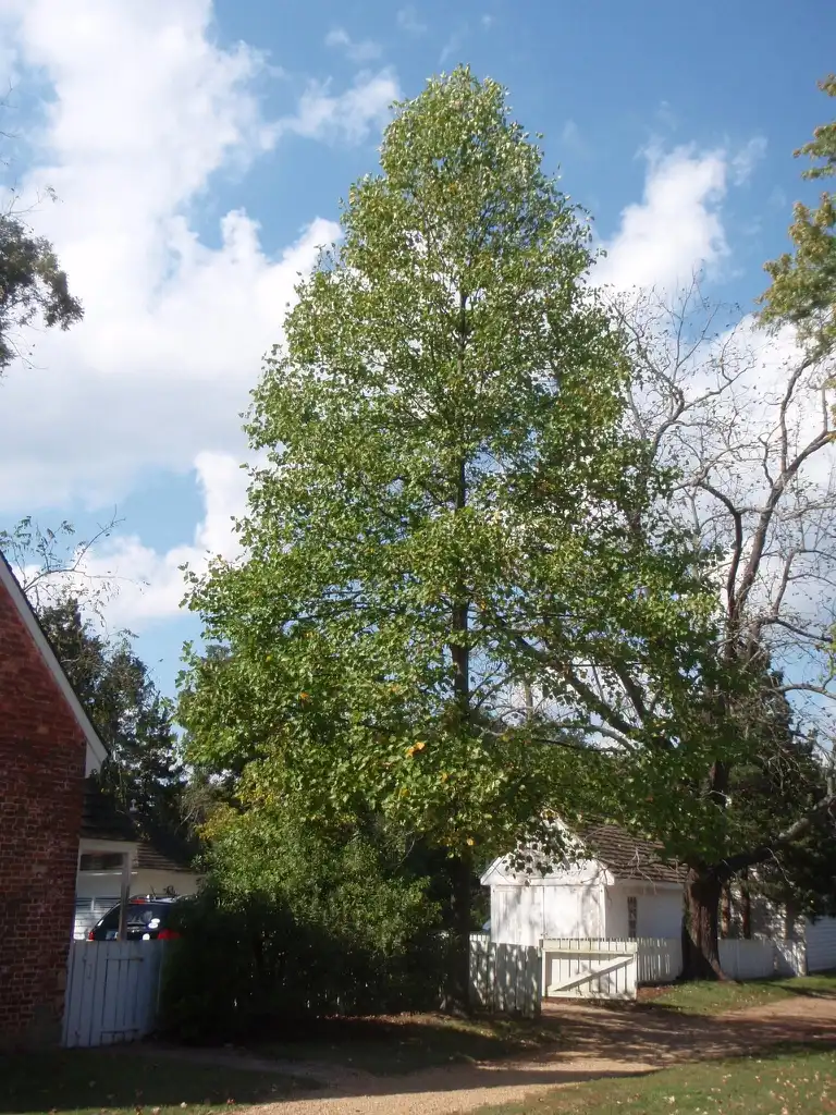 Photo of Liriodendron tulipifera - Tree:Jim Robbins