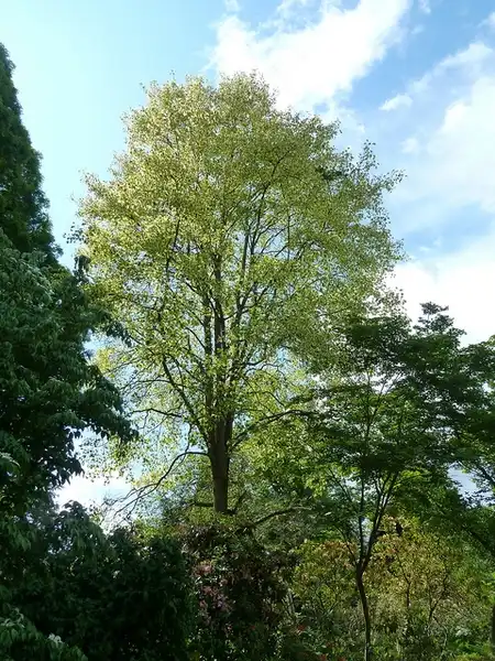 Photo of Liriodendron tulipifera - :Wendy Cutler