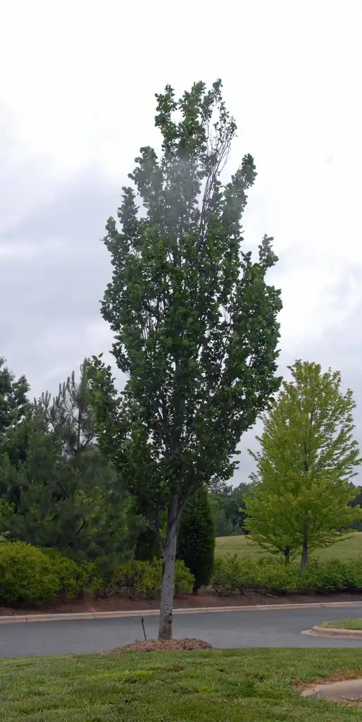 Photo of Liriodendron tulipifera - 'Arnold' Form (Stowe, NC):Jim Robbins