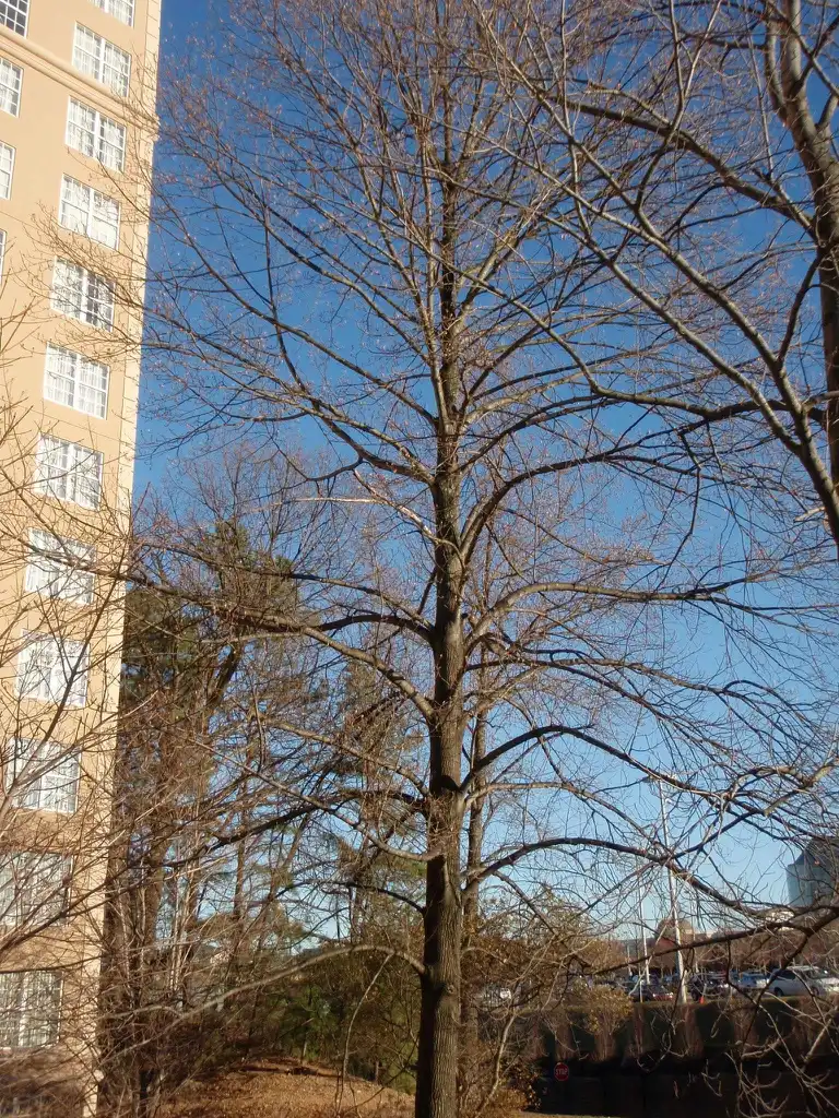 Photo of Liriodendron tulipifera - Branches:Jim Robbins