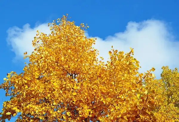 Photo of Liriodendron tulipifera - Fall color:Lotus Johnson