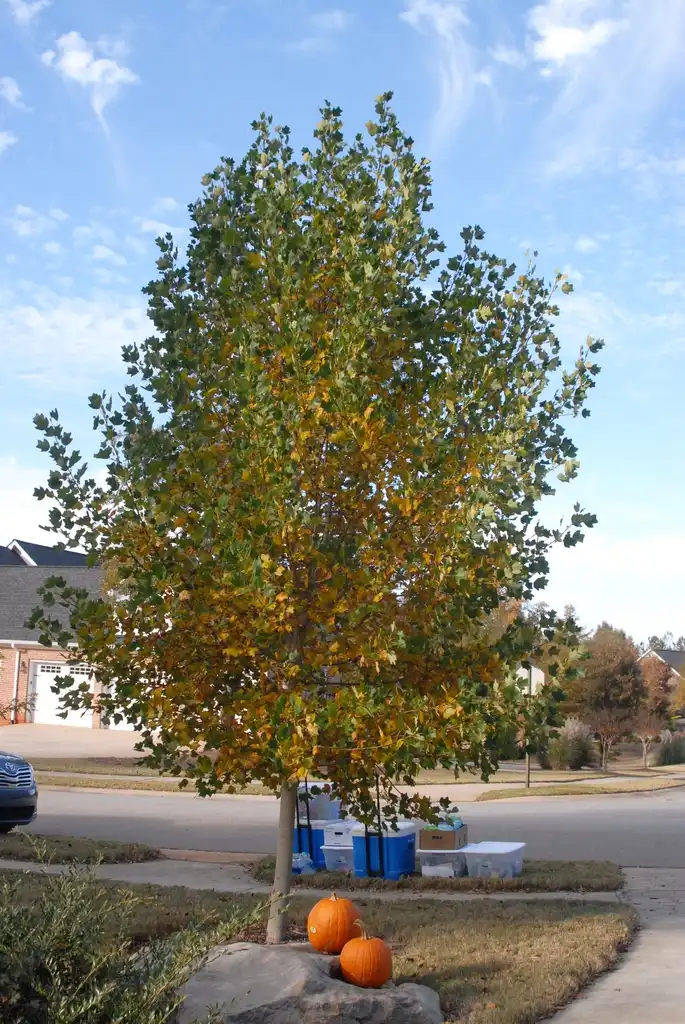 Photo of Liriodendron tulipifera - 'Little Volunteer' Form:Jim Robbins