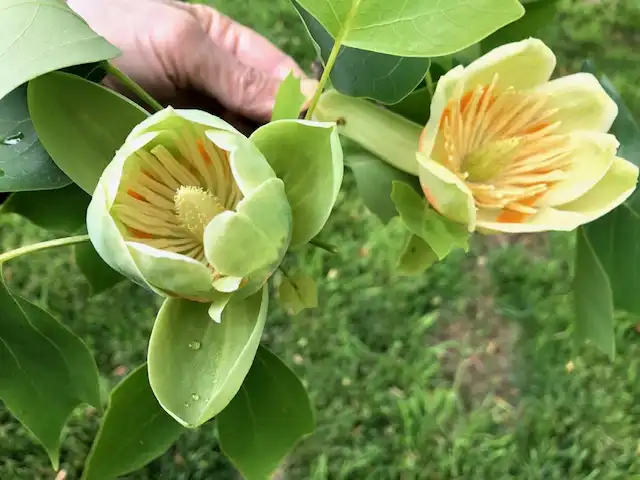 Photo of Liriodendron tulipifera - blossoms and leaves, spring, Cabarrus County, NC:Mark Robinson