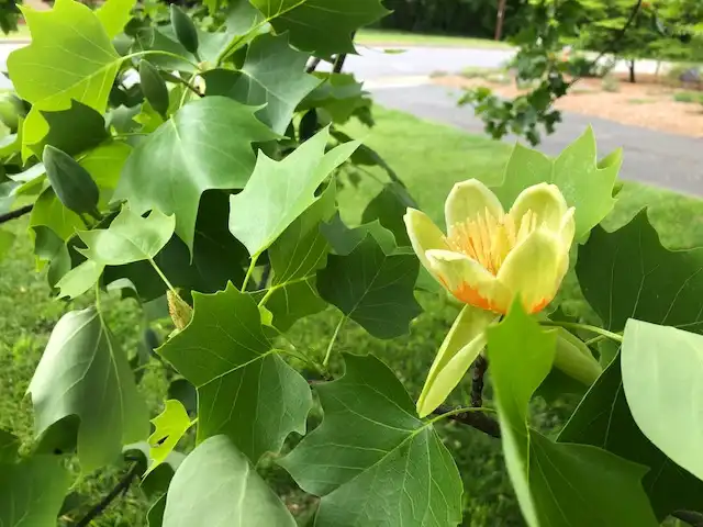Photo of Liriodendron tulipifera - blossoms and leaves, spring, Cabarrus County, NC:Mark Robinson
