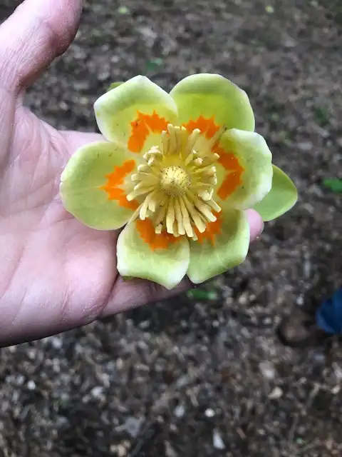 Photo of Liriodendron tulipifera - flower in hand for perspective, spring, Cabarrus County, NC:Mark Robinson