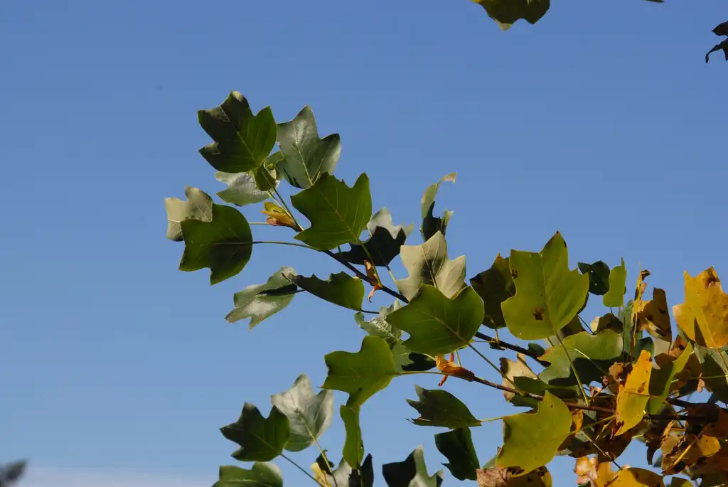 Photo of Liriodendron tulipifera - 'Little Volunteer' Leaves:Jim Robbins