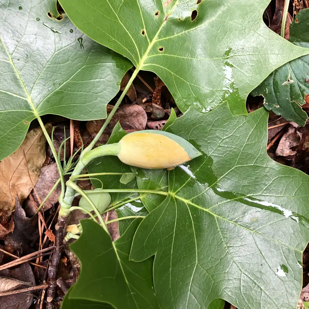 Photo of Liriodendron tulipifera - Flower Bud (Warren County,NC):Cathy Dewitt