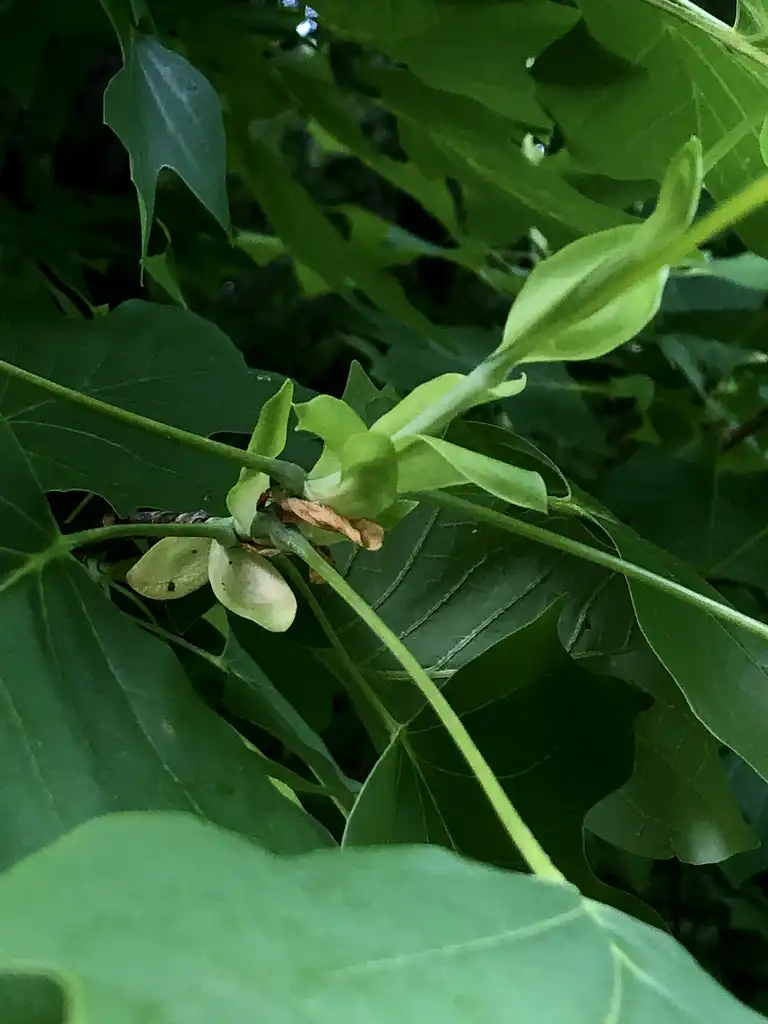 Photo of Liriodendron tulipifera - Poplar Leaves Close-up (Wake County,NC):Cathy Dewitt