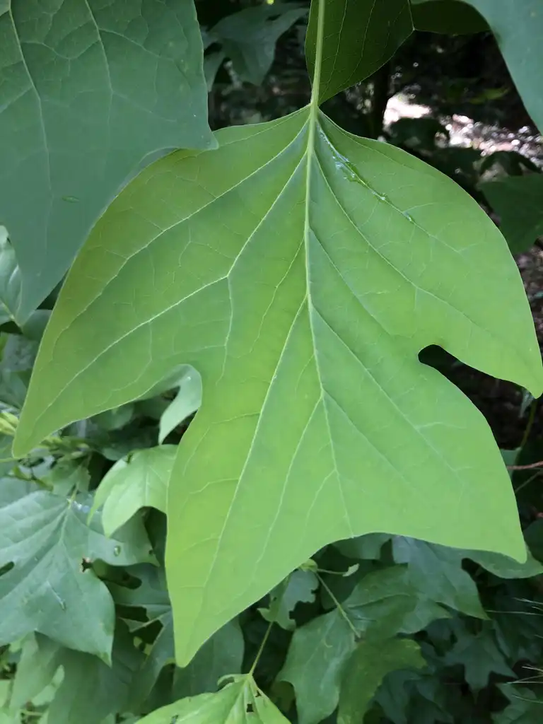 Photo of Liriodendron tulipifera - Underside of Leaves (Warren County,NC):Cathy Dewitt