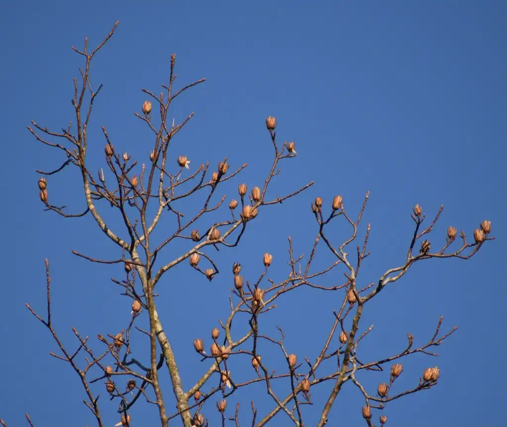 Photo of Liriodendron tulipifera - Seed Pods (Warren County,NC)-Early Winter:Cathy Dewitt
