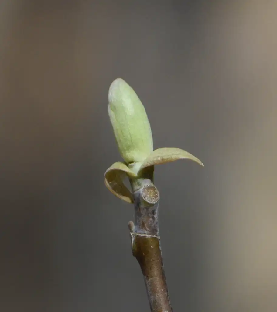 Photo of Liriodendron tulipifera - Poplar bud (Warren County, NC)-Early Spring:Cathy Dewitt
