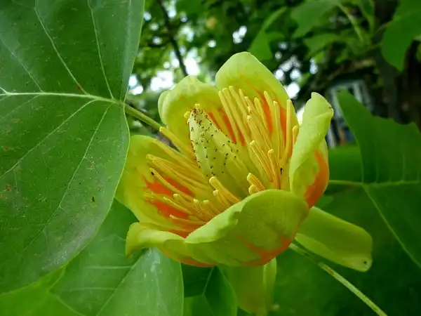 Photo of Liriodendron tulipifera - Flower:Stanze