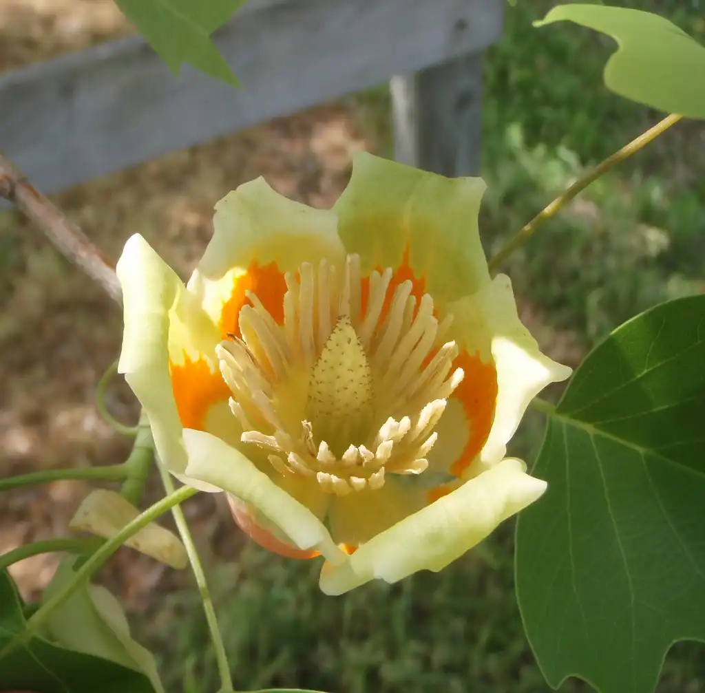 Photo of Liriodendron tulipifera - Flower Close-up:Jim Robbins