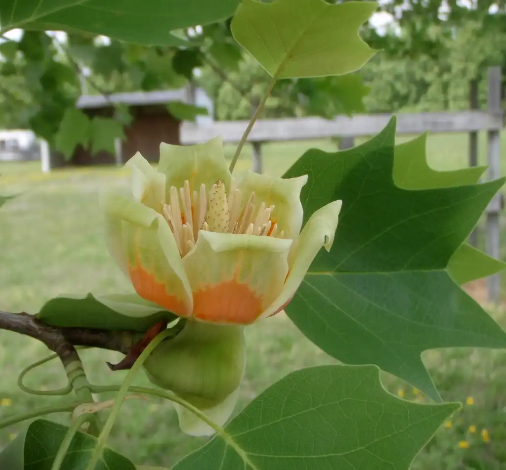 Photo of Liriodendron tulipifera - Flower Front View:Jim Robbins