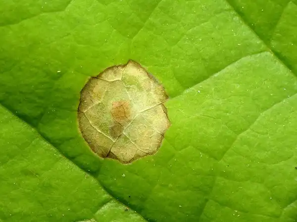 Photo of Liriodendron tulipifera - Leaf blotch mines:Katja Schultz