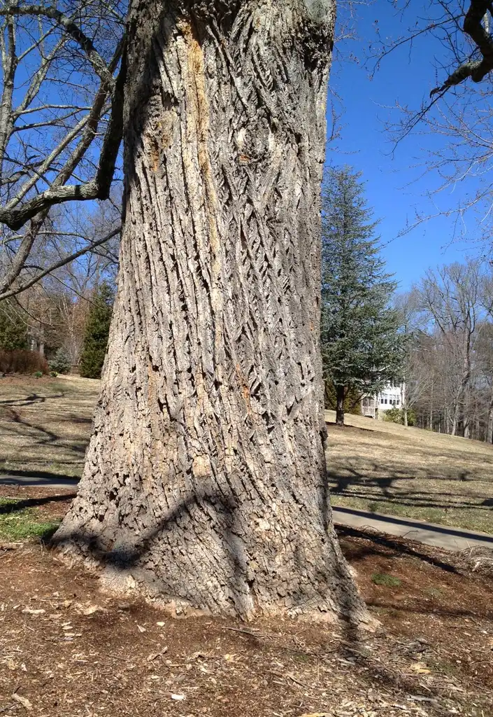 Photo of Liriodendron tulipifera - Bark (Ashville, NC):Jim Robbins