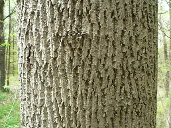 Photo of Liriodendron tulipifera - Bark:Enviro Runner