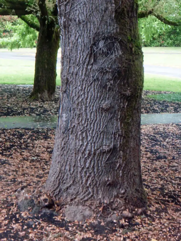 Photo of Liriodendron tulipifera - Bark:Jim Robbins