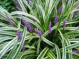 Photo of Liriope muscari 'Silvery Sunproof' (Liriope muscari 'Silvery Sunproof's)