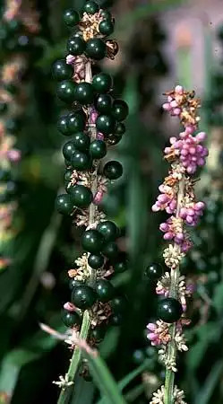 Photo of Liriope muscari 'Silvery Sunproof' (Liriope muscari 'Silvery Sunproof's)