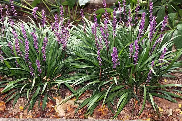 Фото Liriope muscari (Liriope muscaris)