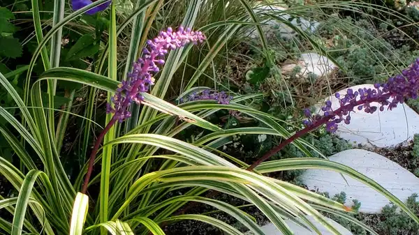 Фото Liriope muscari (Liriope muscaris)