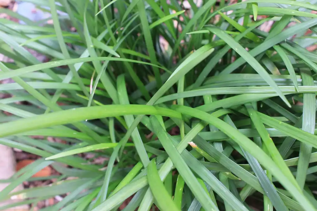 Фото Liriope muscari - leaf:skdavidson