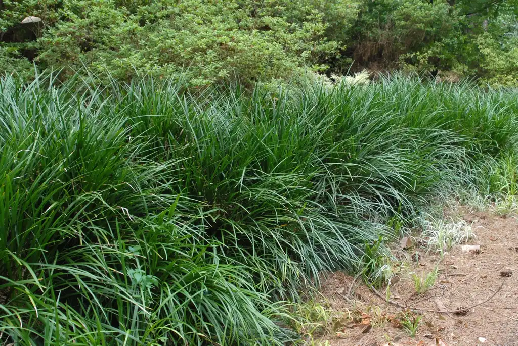 Фото Liriope muscari - 'Evergreen Giant' Form:Jim Robbins