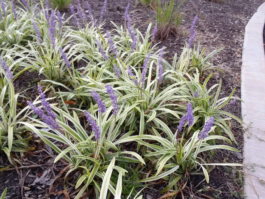 Фото Liriope muscari - 'Variegata' Flower Form:Jim Robbins