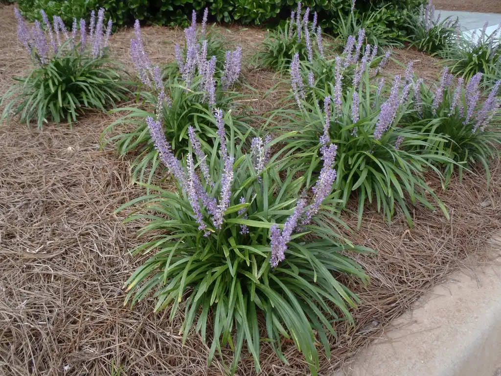 Фото Liriope muscari - 'Royal Purple' Flower Form:Jim Robbins