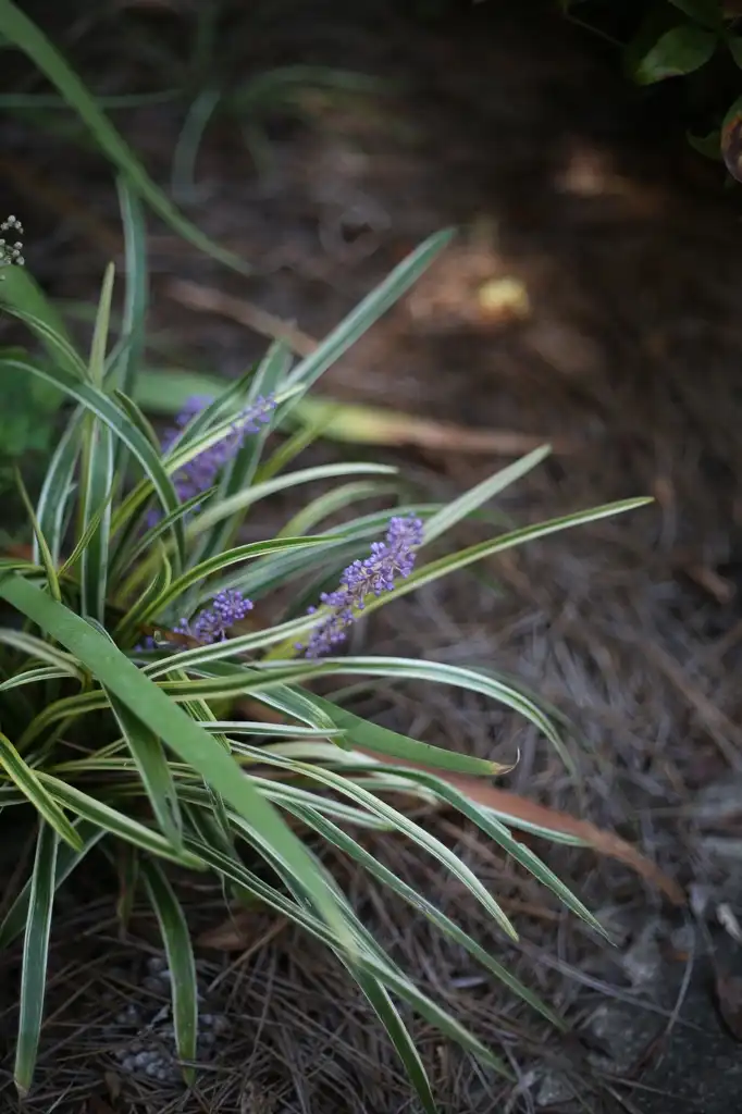 Фото Liriope muscari - Leaves and Flower Close-Up (Cabarrus County,NC):Hope Duckworth