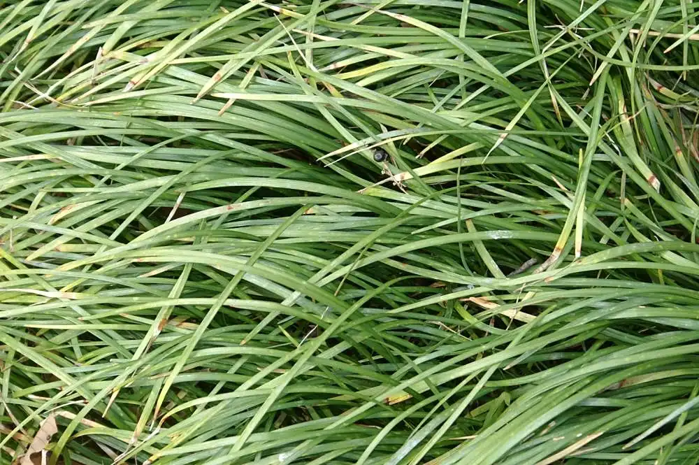 Фото Liriope spicata (Liriope spicatas)