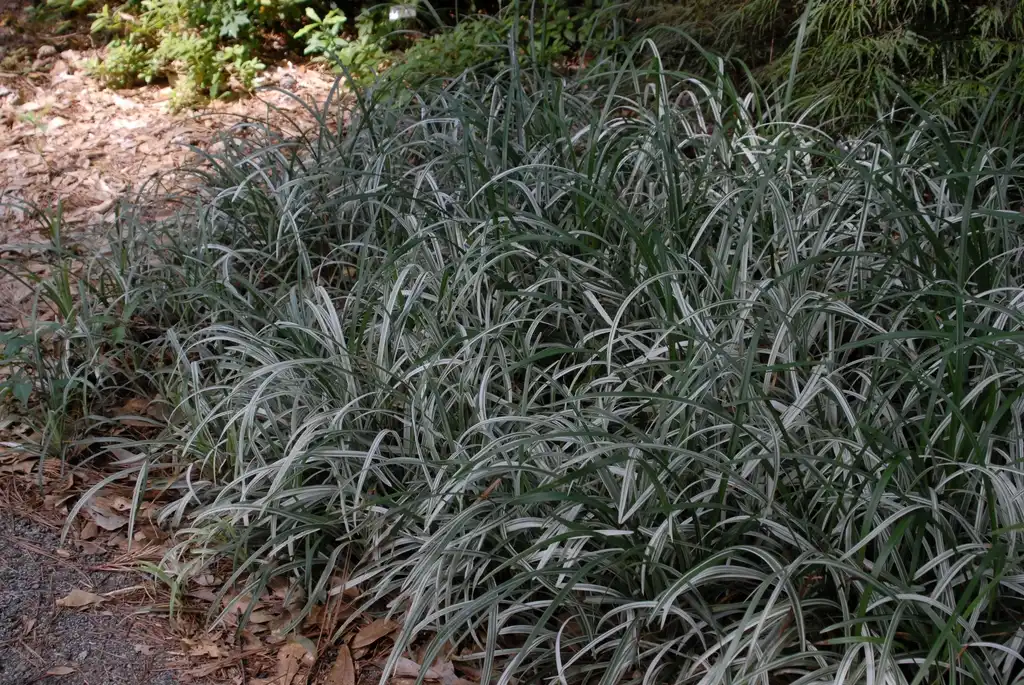 Фото Liriope spicata - 'Silver Dragon' Form:Jim Robbins