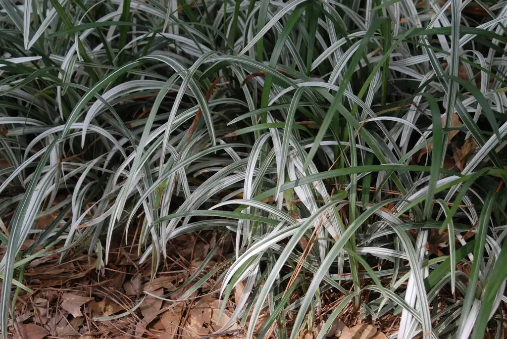 Фото Liriope spicata - 'Silver Dragon' Leaves:Jim Robbins