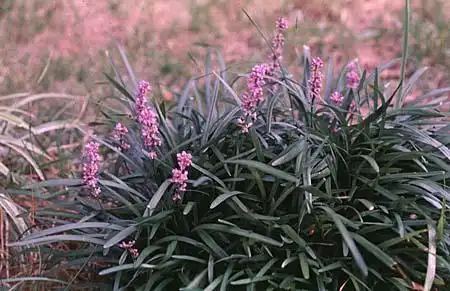 Foto de Liriope (Liriopes)
