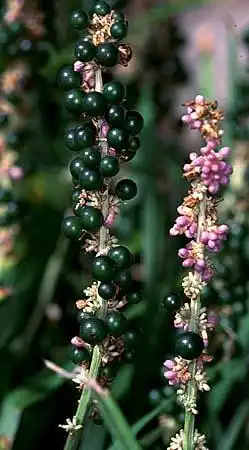 Foto de Liriope (Liriopes)
