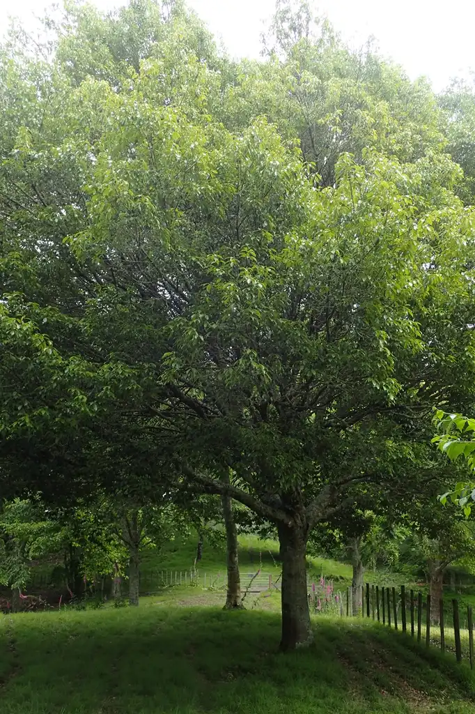 Photo of Lithocarpus glaber (Lithocarpus glabers)