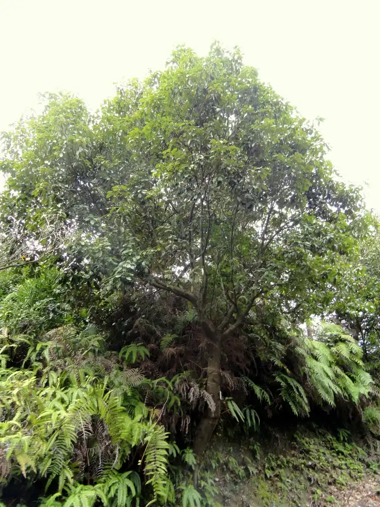 Photo of Lithocarpus glaber (Lithocarpus glabers)