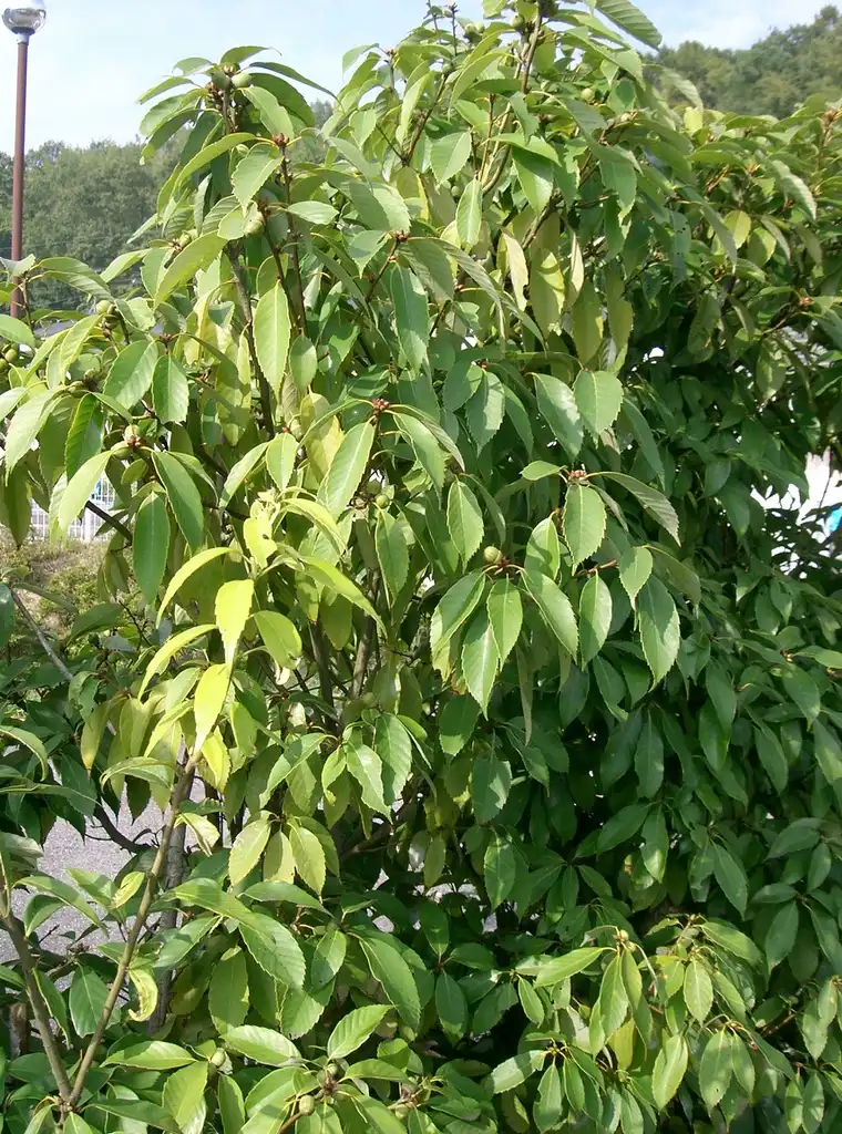 Photo of Lithocarpus glaber - Shrub form:KENPEI