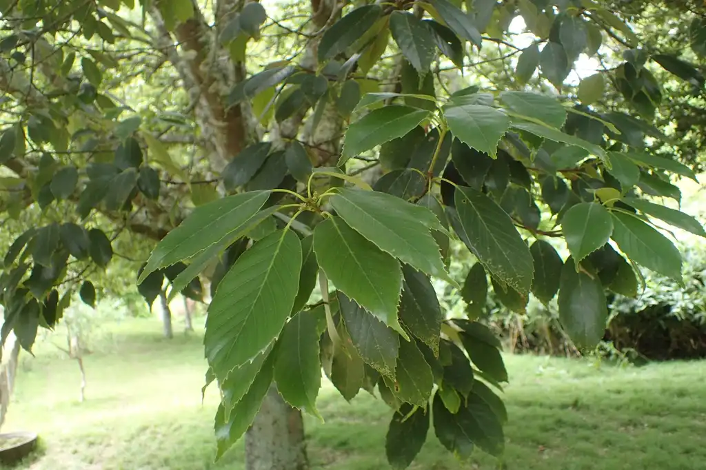 Photo of Lithocarpus glaber - Leaves:Krzysztof Ziarnek, Kenraiz